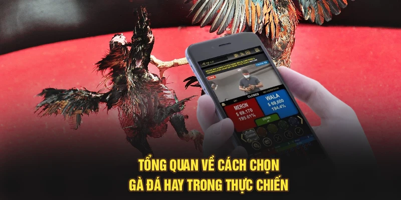 Tổng quan về cách chọn gà đá hay trong thực chiến 